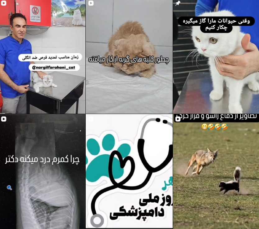 برترین دامپزشکی کرج