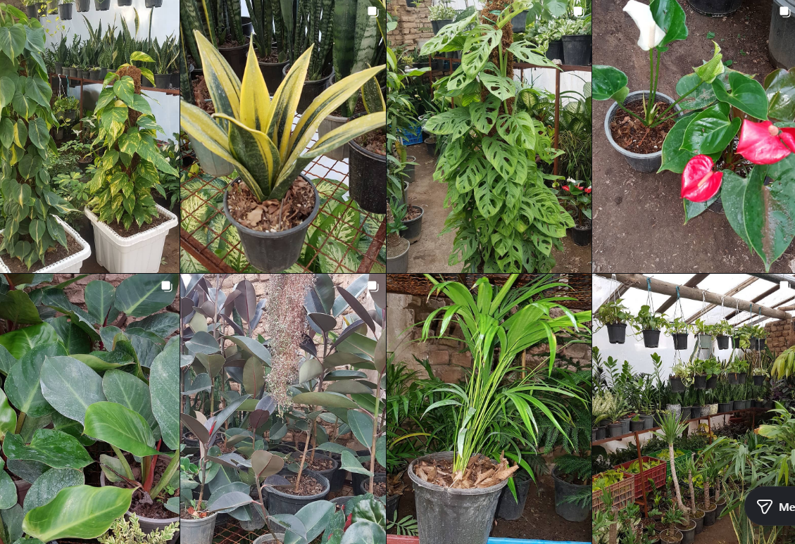 لیست گلخانه در کرج