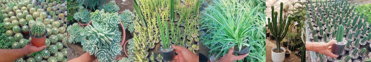 گلخانه در کرج