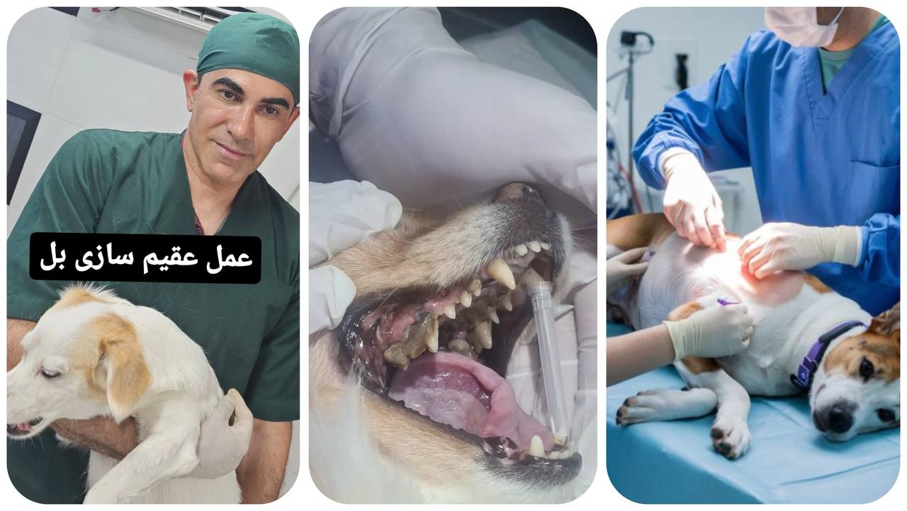 دامپزشکی در عظیمیه