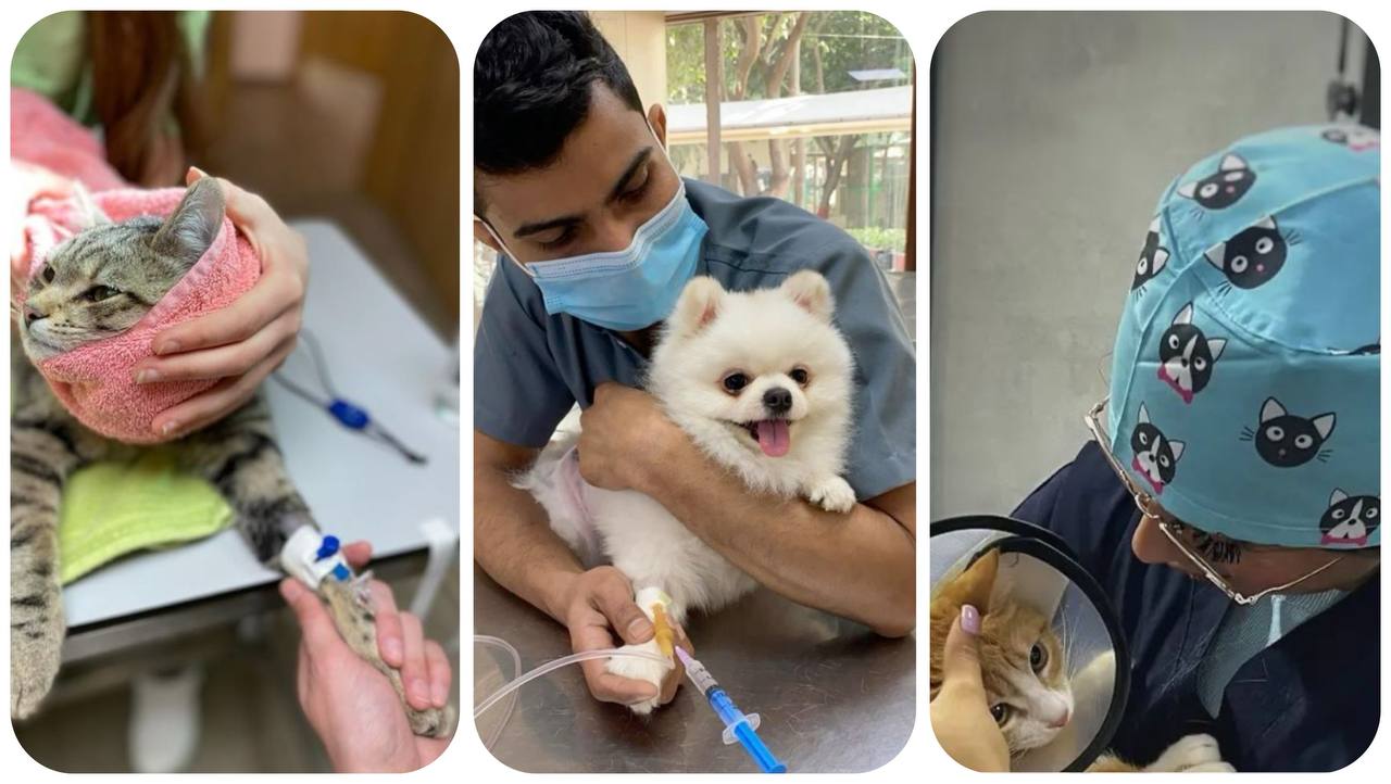 دامپزشکی عظیمیه