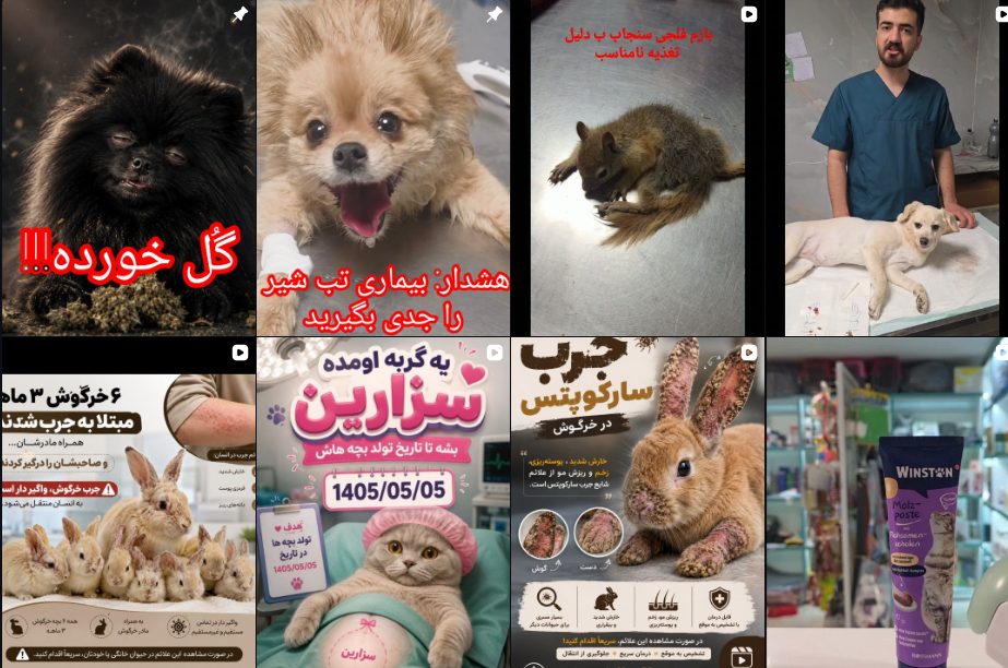 برترین کلینیک دامپزشکی در شهر قدس